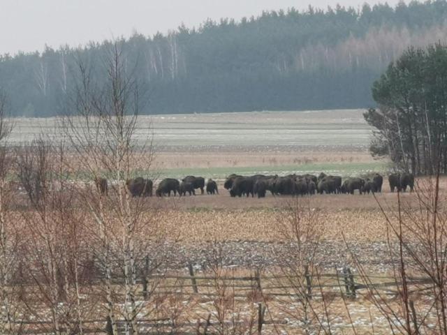 Wsrod Pol I Lasow Dubicze Cerkiewne Esterno foto
