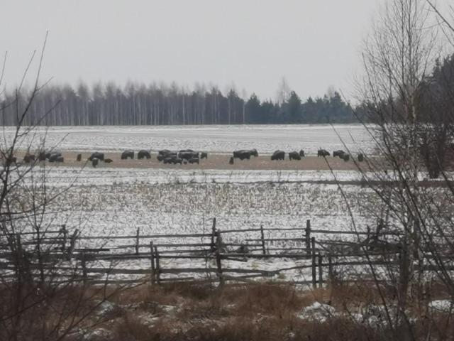 Wsrod Pol I Lasow Dubicze Cerkiewne Esterno foto